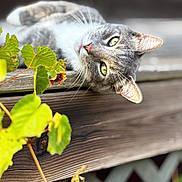 Mr. Grey is registered to the contest to win money with this photo: animal, cat, close_up, curious, daylight, feline, gray_tabby, green, green_eyes, leaves, nature, outdoor, pet, plant, portrait, relaxed, resting, whiskers, wood, wooden_ledge
