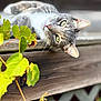 animal, cat, close_up, curious, daylight, feline, gray_tabby, green, green_eyes, leaves, nature, outdoor, pet, plant, portrait, relaxed, resting, whiskers, wood, wooden_ledge