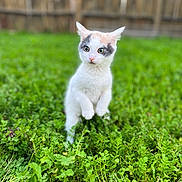 Mimi joined the competition — help win amazing prizes! kitten, cat, animal, pet, outdoor, grass, greenery, nature, curious, young, feline, cute, playful, small, fur, whiskers, ears, garden, plants, standing