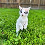 kitten, cat, animal, pet, outdoor, grass, greenery, nature, curious, young, feline, cute, playful, small, fur, whiskers, ears, garden, plants, standing