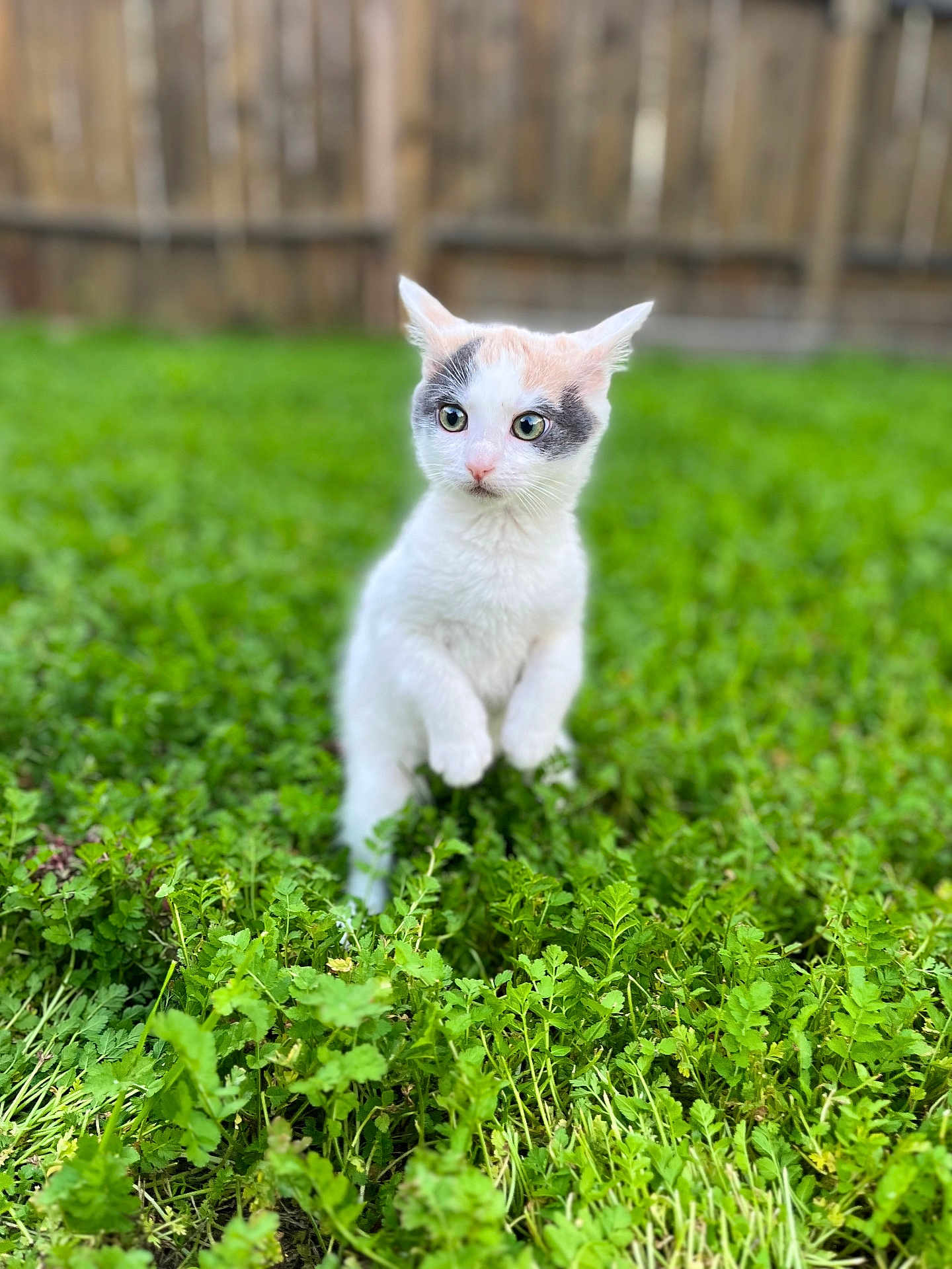 Mimi joined the competition — help win amazing prizes! kitten, cat, animal, pet, outdoor, grass, greenery, nature, curious, young, feline, cute, playful, small, fur, whiskers, ears, garden, plants, standing