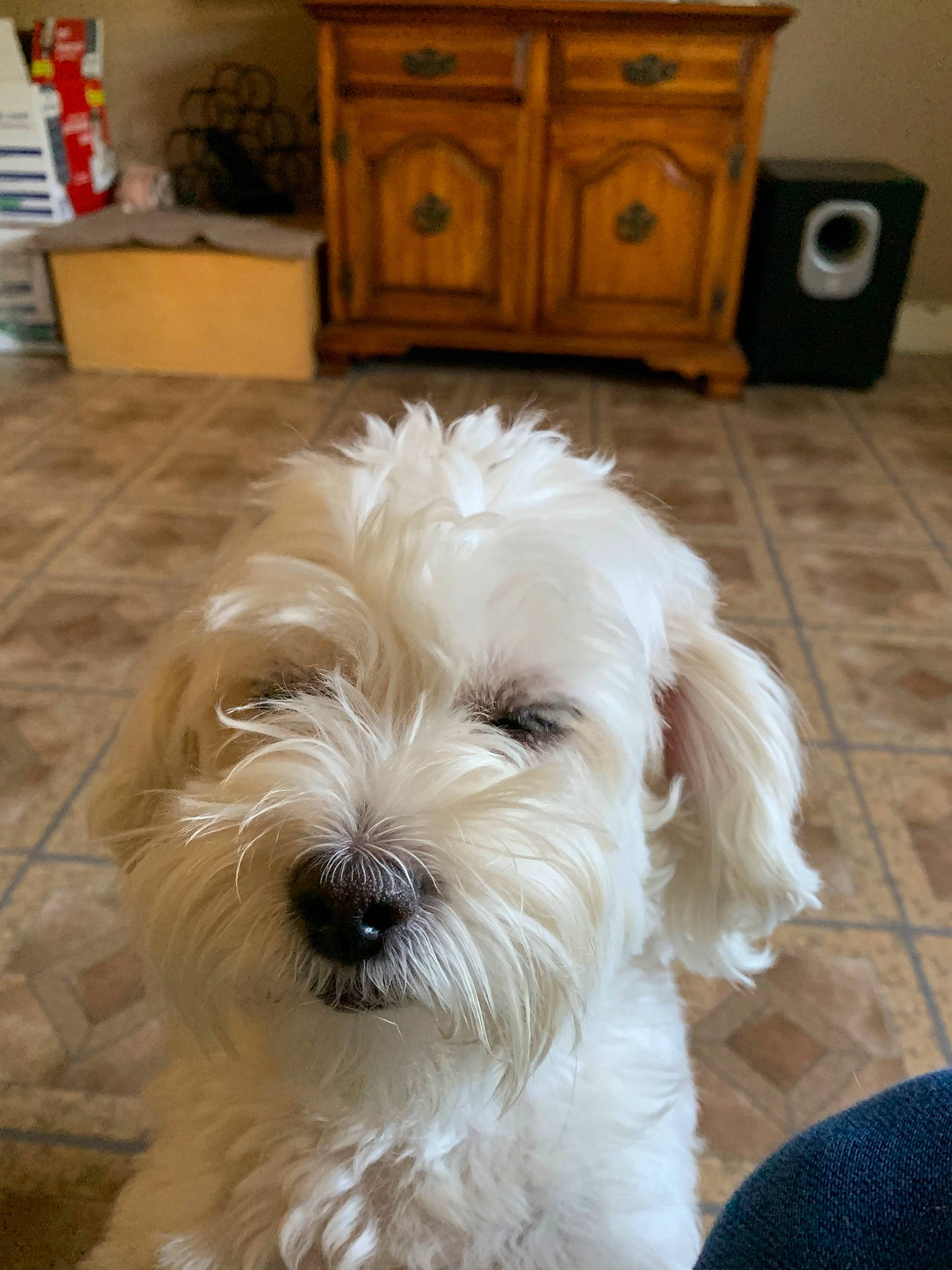 Pongo is registered to the contest to win money with this photo: bolonka, canidae, carnivore, cockapoo, companion_dog, coton_de_tulear, dog, dog_breed, glen_of_imaal_terrier, havanese, maltepoo, maltese, mammal, puppy, schnoodle, small_terrier, snout, sporting_lucas_terrier, terrier, vertebrate