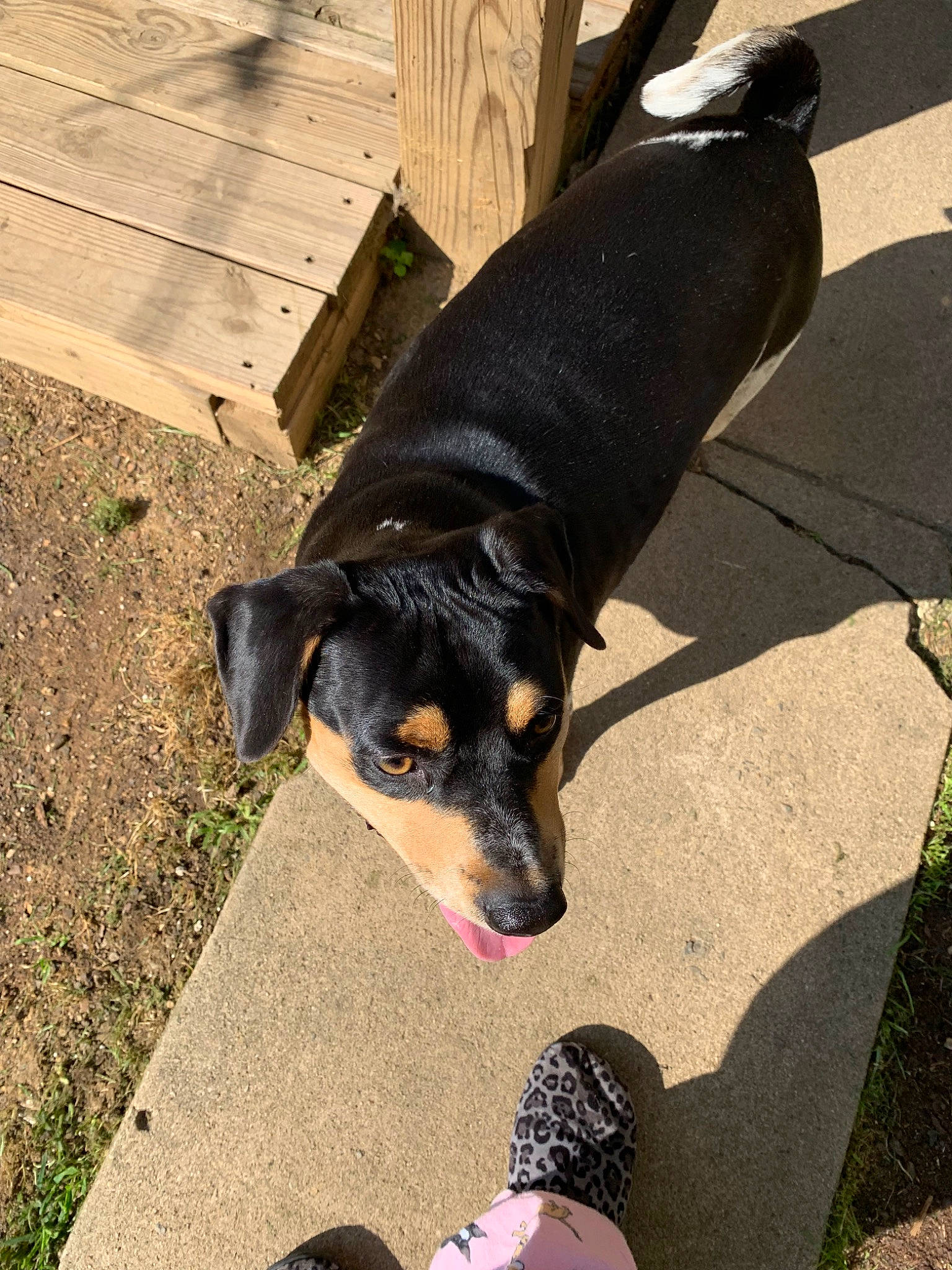 Pongo And Bob Barker joined the competition — help win amazing prizes! appenzeller_sennenhund, canidae, carnivore, companion_dog, dog, dog_breed, entlebucher_mountain_dog, german_pinscher, guard_dog, huntaway, mammal, miniature_pinscher, pinscher, puppy, sporting_group, working_dog