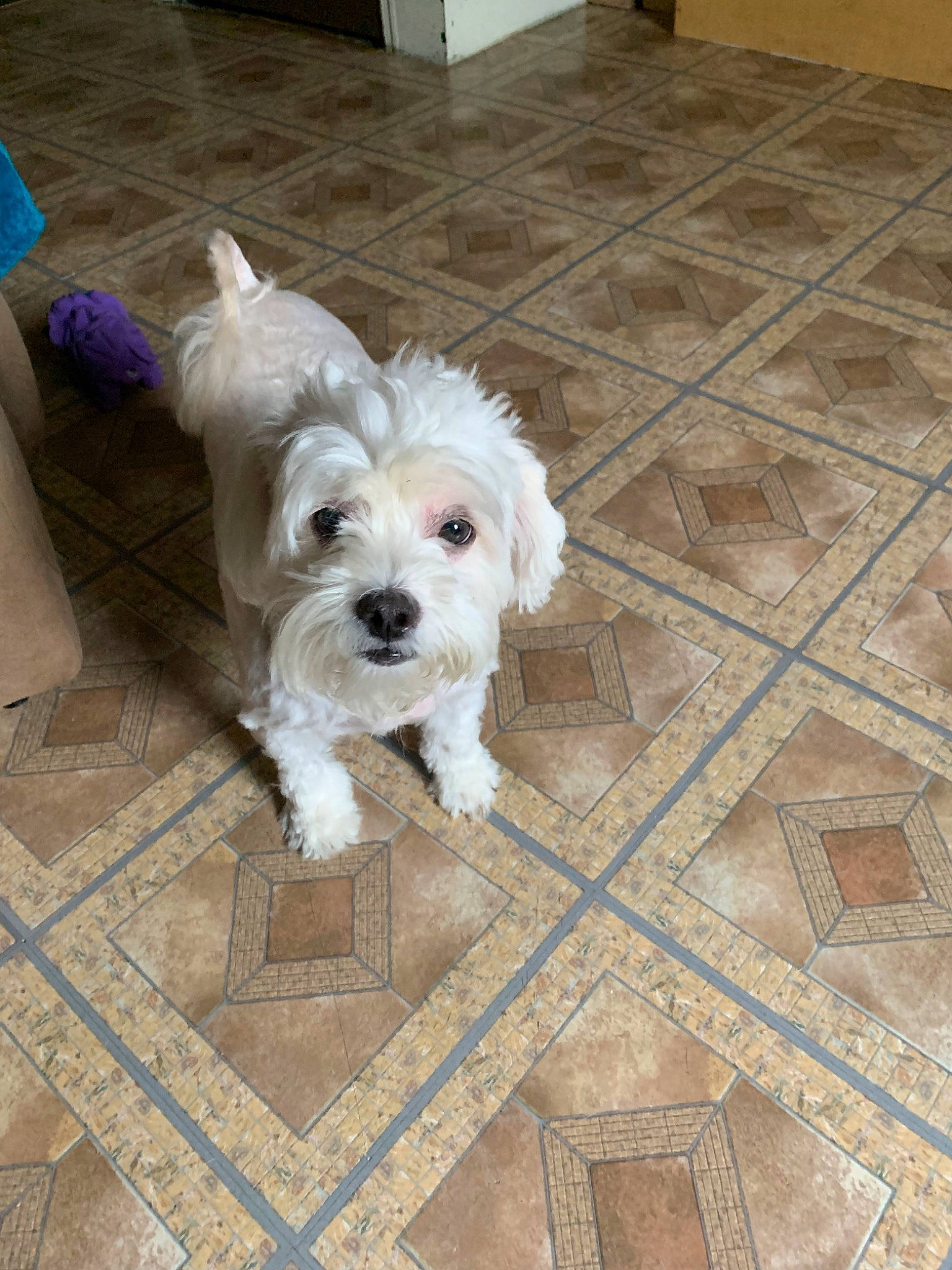 Pongo And Bob Barker joined the competition — help win amazing prizes! canidae, carnivore, cockapoo, companion_dog, coton_de_tulear, dog, dog_breed, havanese, maltepoo, maltese, mammal, non_sporting_group, puppy, schnoodle, sporting_lucas_terrier, terrier, tibetan_terrier, toy_dog, vertebrate, west_highland_white_terrier