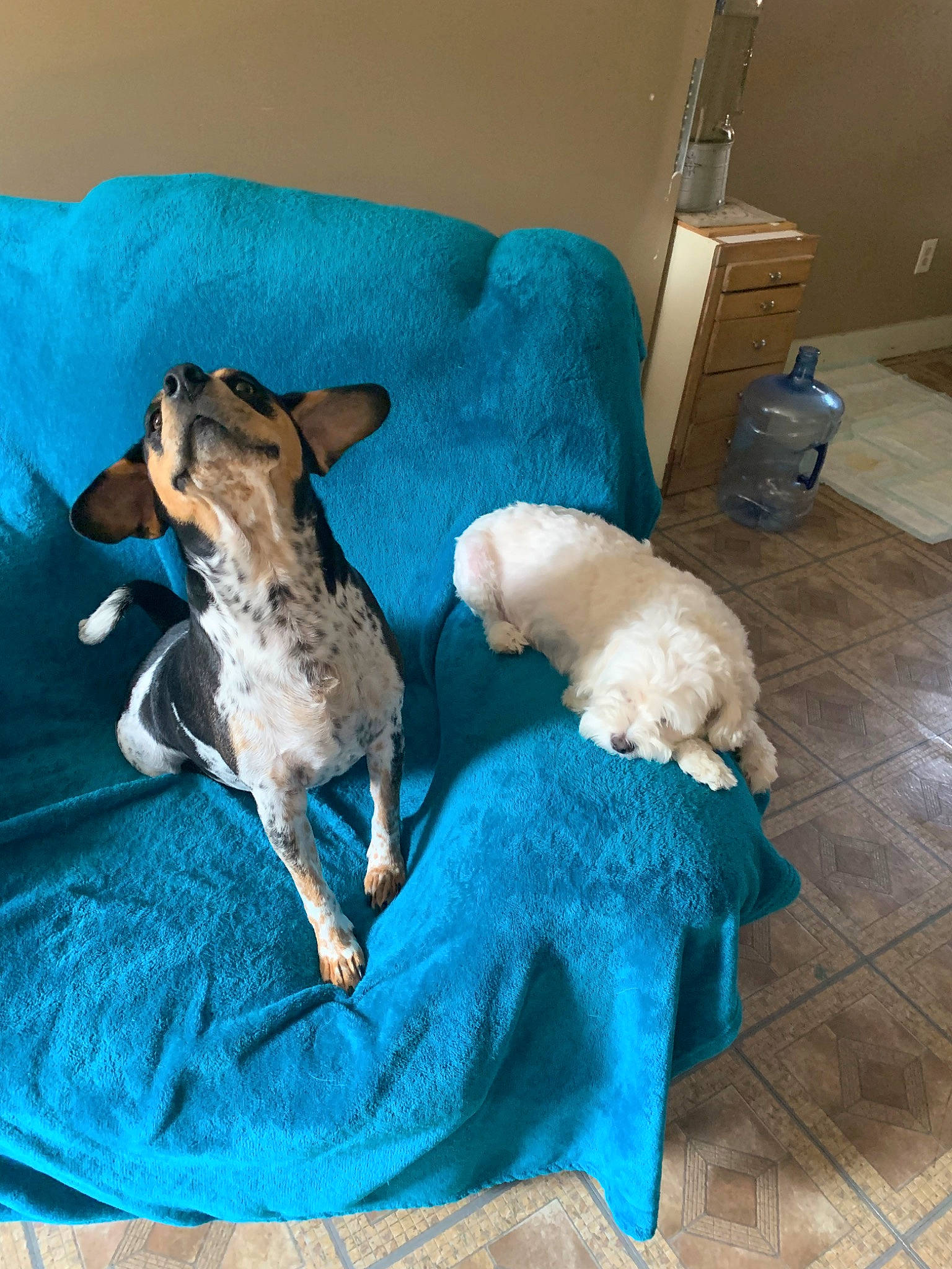 Pongo And Bob Barker is registered to the contest to win money with this photo: canidae, carnivore, companion_dog, dog, dog_breed, fawn, fox_terrier, furniture, non_sporting_group, puppy