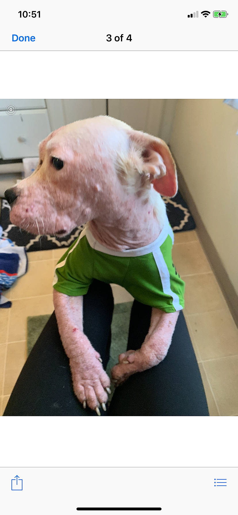 Vidalia is registered to the contest to win money with this photo: american_bulldog, american_pit_bull_terrier, american_staffordshire_terrier, bull_and_terrier, canidae, carnivore, companion_dog, cordoba_fighting_dog, dog, dog_breed, dogo_argentino, ear, fawn, guard_dog, mammal, non_sporting_group, pit_bull, snout, tail, vertebrate