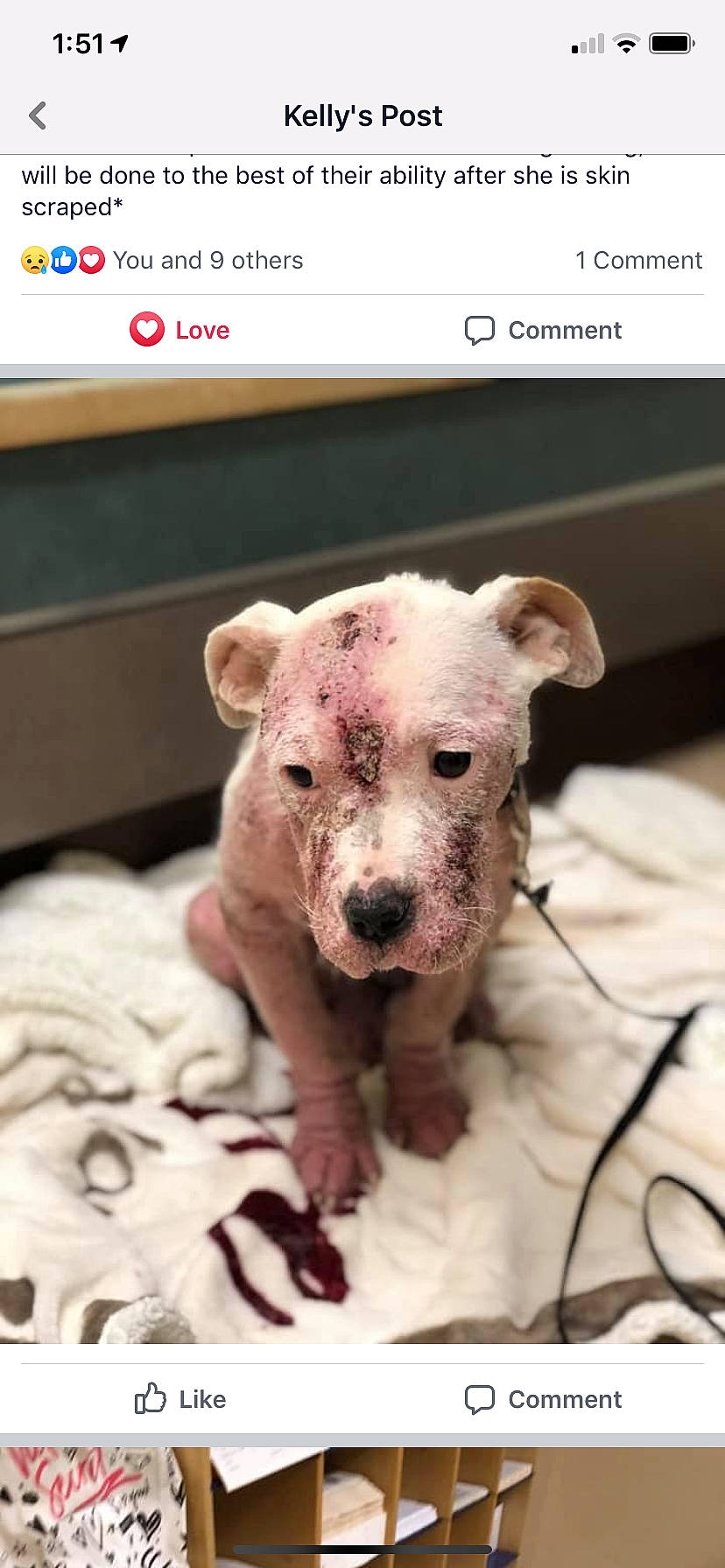 Vidalia is registered to the contest to win money with this photo: american_pit_bull_terrier, american_staffordshire_terrier, bull_and_terrier, canidae, carnivore, dog, dog_breed, fawn, mammal, non_sporting_group, photo_caption, pit_bull, puppy, rare_breed_dog, snout, vertebrate