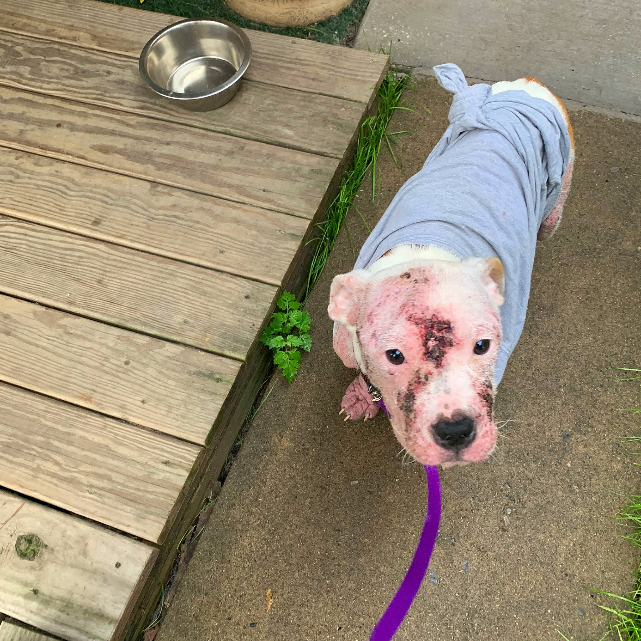 Vidalia joined the competition — help win amazing prizes! american_bulldog, american_pit_bull_terrier, boxer, canidae, carnivore, companion_dog, dog, dog_breed, dogo_argentino, non_sporting_group, pit_bull, puppy, sporting_group, working_dog