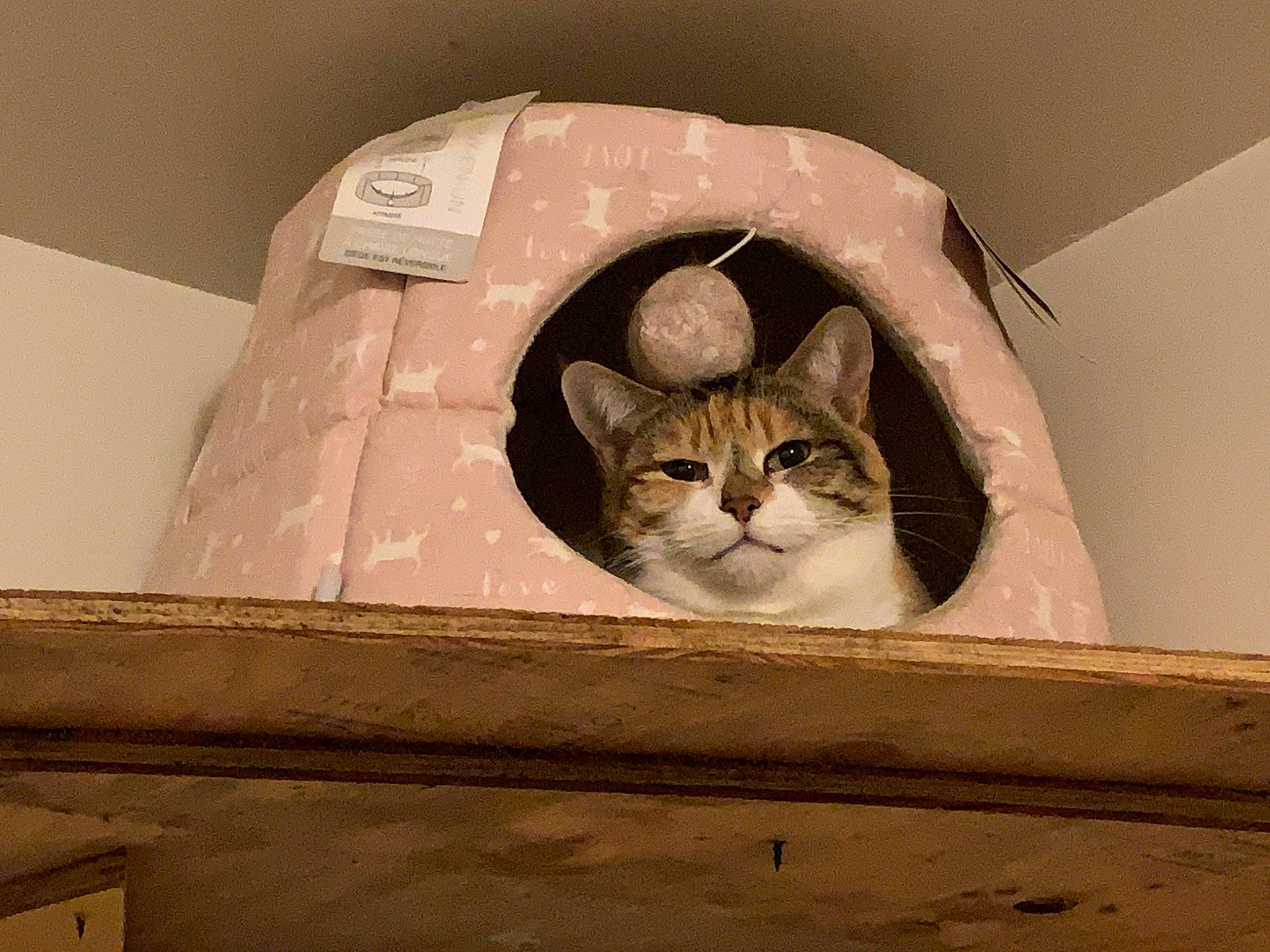 Sunnah joined the competition — help win amazing prizes! aegean_cat, asian, box, carnivore, cat, domestic_short_haired_cat, european_shorthair, felidae, kitten, small_to_medium_sized_cats, tabby_cat, whiskers