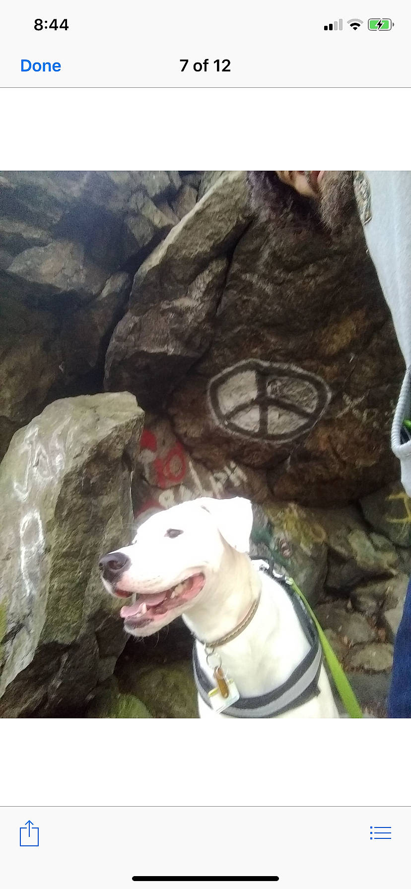 Lacey joined the competition — help win amazing prizes! adventure, american_pit_bull_terrier, american_staffordshire_terrier, bull_terrier, canidae, carnivore, dog, dog_breed, dogo_argentino, non_sporting_group, pit_bull, rock, sporting_group