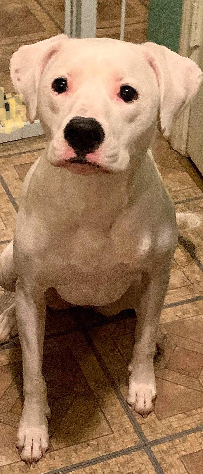 Lacey is registered to the contest to win money with this photo: american_bulldog, american_pit_bull_terrier, bully_kutta, canidae, carnivore, cordoba_fighting_dog, dog, dog_breed, dogo_argentino, dogo_guatemalteco, mammal, molosser, non_sporting_group, nose, old_english_terrier, pit_bull, rare_breed_dog, snout, valley_bulldog, vertebrate