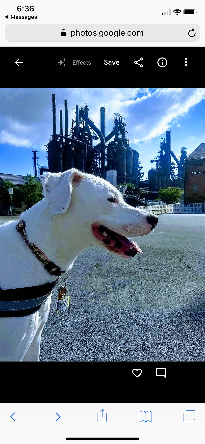 Lacey is registered to the contest to win money with this photo: american_pit_bull_terrier, bull_and_terrier, canidae, carnivore, collar, companion_dog, cordoba_fighting_dog, dog, dog_breed, dog_collar, dogo_argentino, fawn, guard_dog, leash, mammal, non_sporting_group, photo_caption, photography, pit_bull, snout