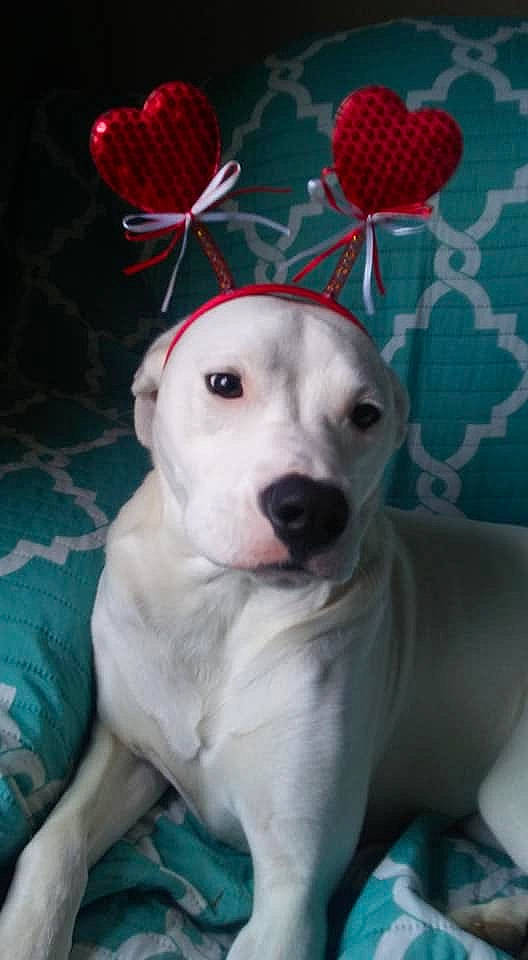 Lacey joined the competition — help win amazing prizes! american_pit_bull_terrier, bully_kutta, canidae, carnivore, companion_dog, dog, dog_breed, dogo_argentino, dogo_guatemalteco, fawn, guard_dog, mammal, non_sporting_group, pit_bull, puppy, puppy_love, rare_breed_dog, sporting_group, tail, vertebrate