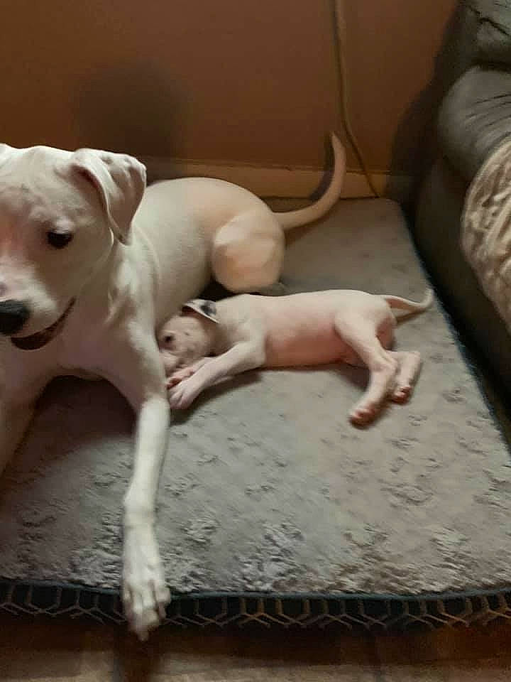 Lacey is registered to the contest to win money with this photo: bully_kutta, canidae, carnivore, companion_dog, dog, dog_breed, dogo_argentino, dogo_guatemalteco, fawn, mammal, non_sporting_group, pit_bull, puppy, rajapalayam, rare_breed_dog, sighthound, snout, tail, vertebrate, whippet