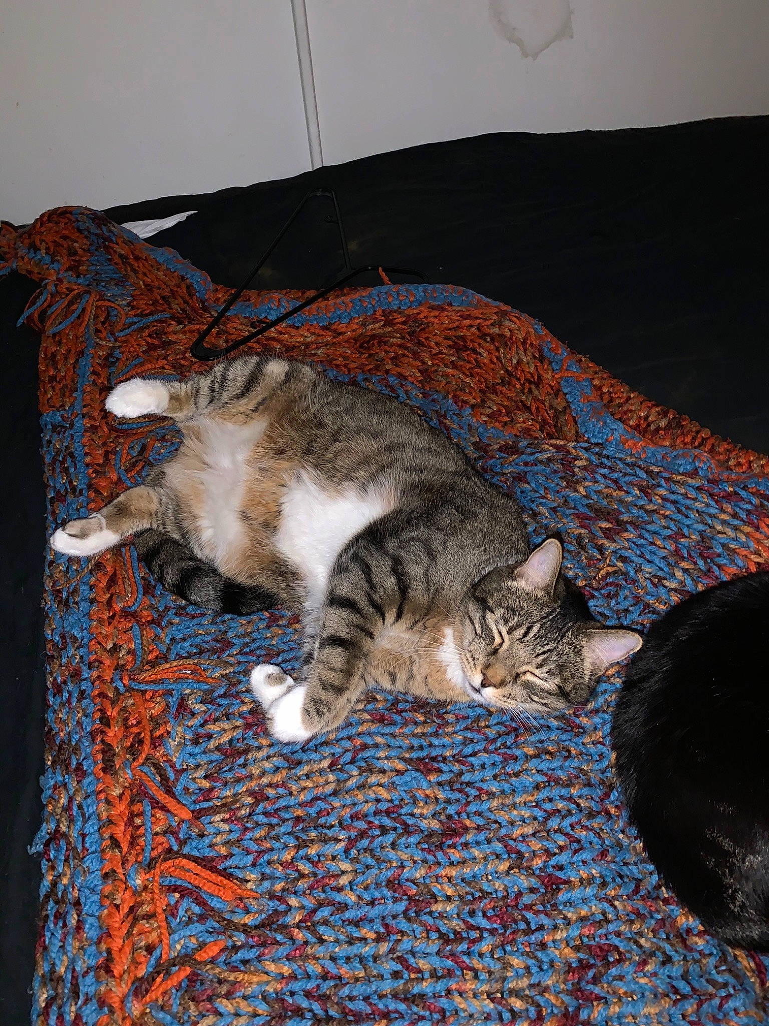 Ali joined the competition — help win amazing prizes! bed, carnivore, cat, domestic_short_haired_cat, dragon_li, european_shorthair, felidae, fur, kitten, nap, small_to_medium_sized_cats, tabby_cat, whiskers