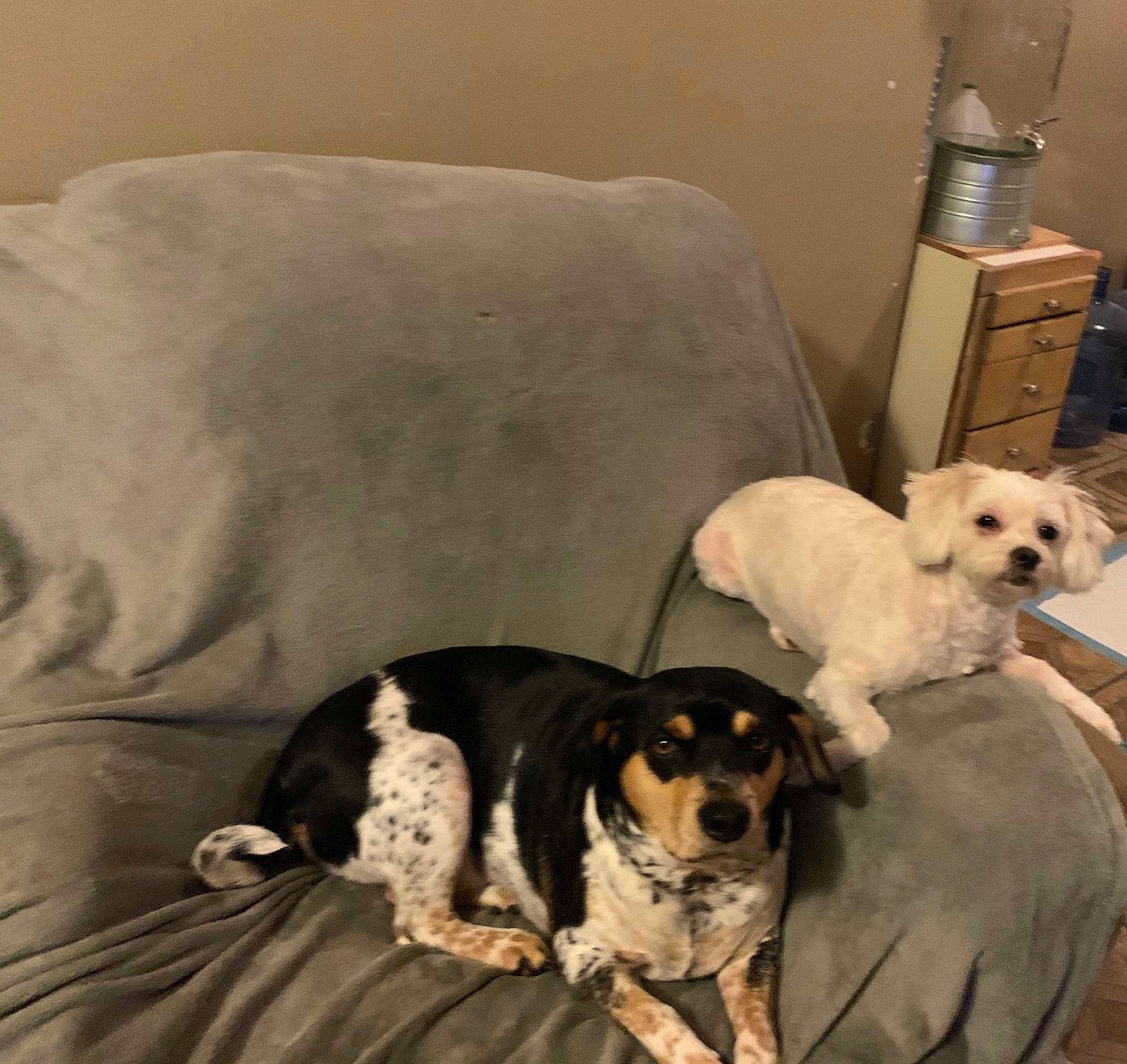 Bob Barker joined the competition — help win amazing prizes! canidae, carnivore, companion_dog, dog, dog_breed, mammal, puppy, puppy_love, sporting_group, vertebrate