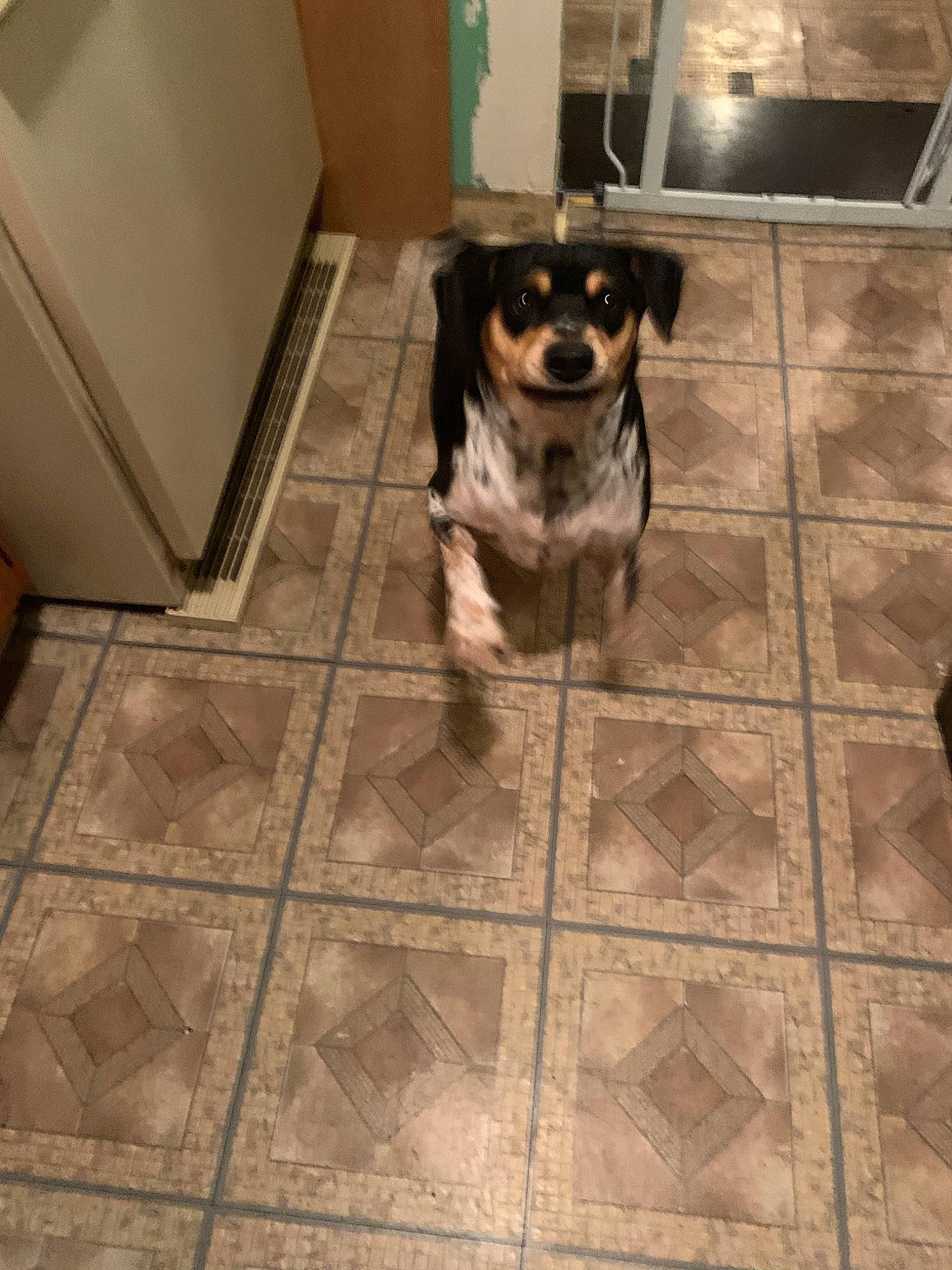 Bob Barker is registered to the contest to win money with this photo: brazilian_terrier, canidae, carnivore, companion_dog, danish_swedish_farmdog, dog, dog_breed, fawn, floor, flooring, puppy, ratonero_bodeguero_andaluz, tile