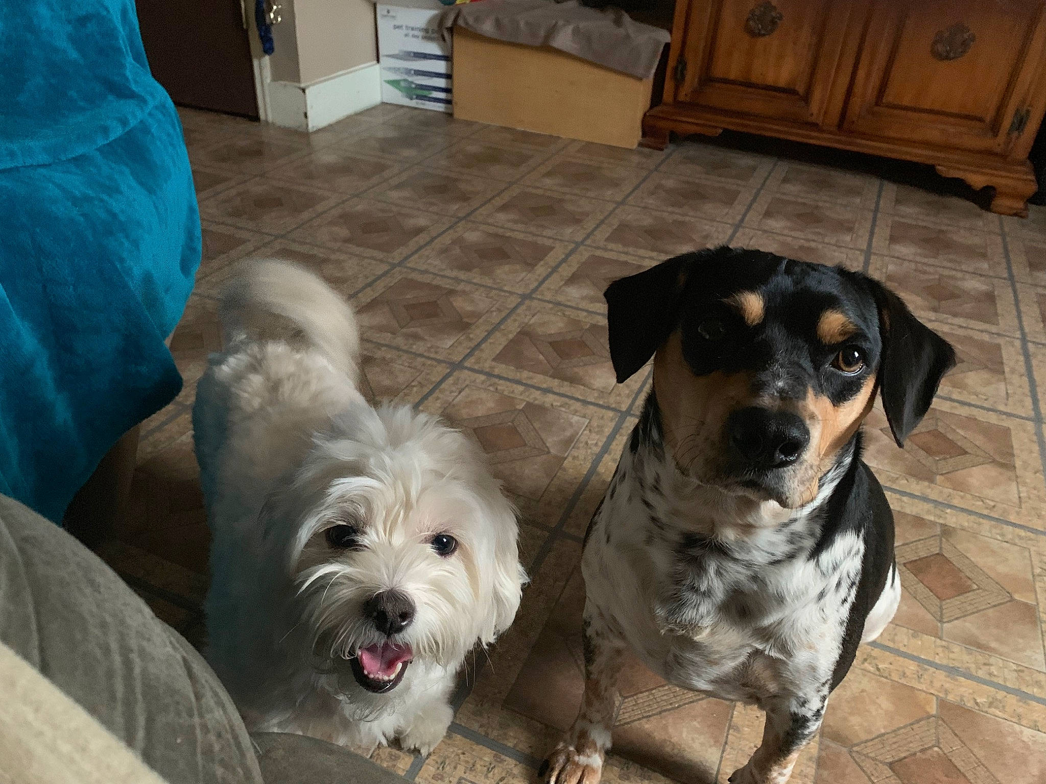 Bob Barker joined the competition — help win amazing prizes! canidae, carnivore, companion_dog, dog, dog_breed, mammal, morkie, puppy, puppy_love, schnoodle, snout, sporting_group, sporting_lucas_terrier, vertebrate