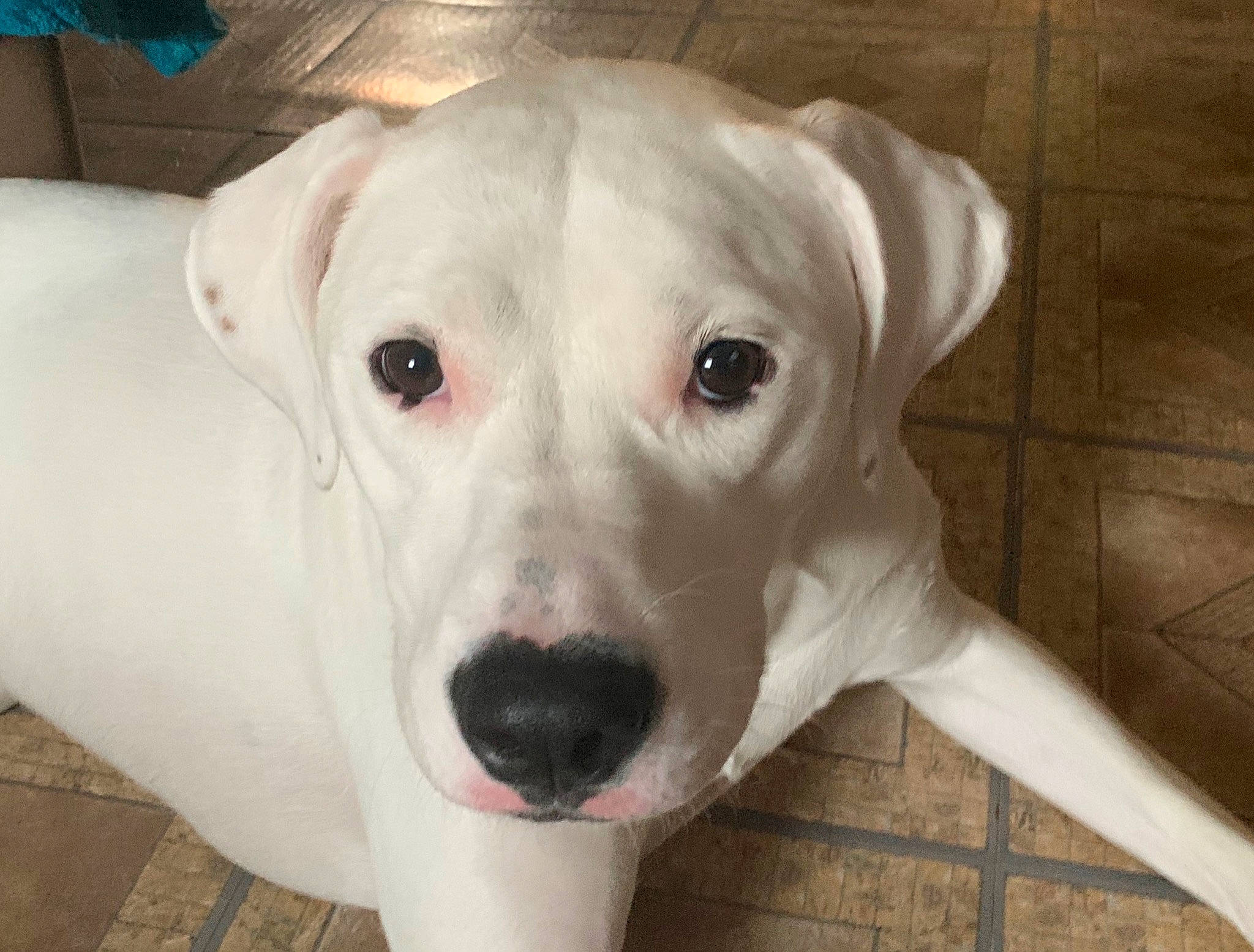 Lacey is registered to the contest to win money with this photo: american_bulldog, bully_kutta, canidae, carnivore, catahoula_bulldog, companion_dog, cordoba_fighting_dog, dog, dog_breed, dogo_argentino, dogo_guatemalteco, guard_dog, mammal, non_sporting_group, pit_bull, rare_breed_dog, snout, sporting_group, valley_bulldog, vertebrate