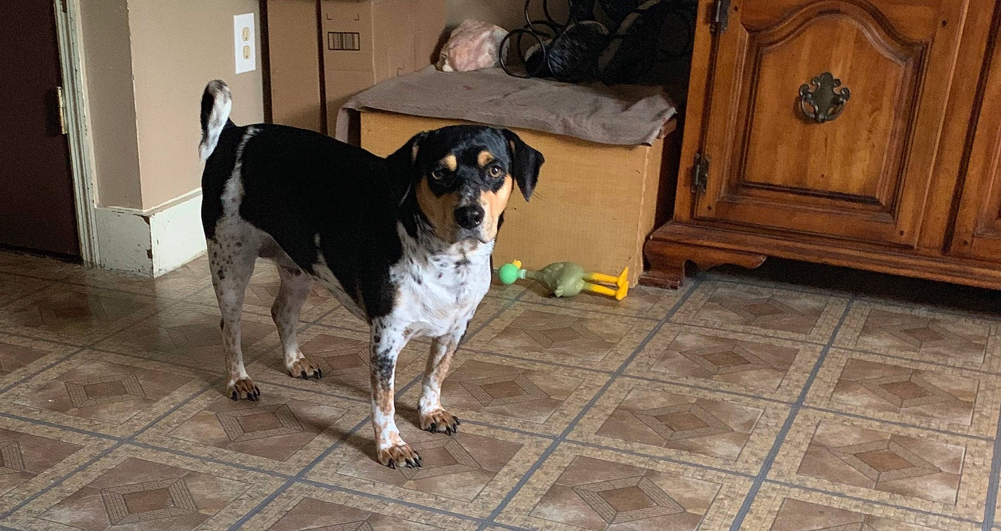 Bob is registered to the contest to win money with this photo: bluetick_coonhound, braque_dauvergne, canidae, carnivore, coonhound, dog, dog_breed, hound, hunting_dog, mammal, rare_breed_dog, scent_hound, schweizer_laufhund, sporting_group, treeing_walker_coonhound, vertebrate