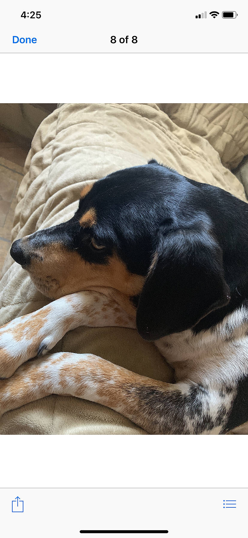Bob joined the competition — help win amazing prizes! bluetick_coonhound, canidae, carnivore, companion_dog, coonhound, dog, dog_breed, hunting_dog, mammal, rare_breed_dog, vertebrate