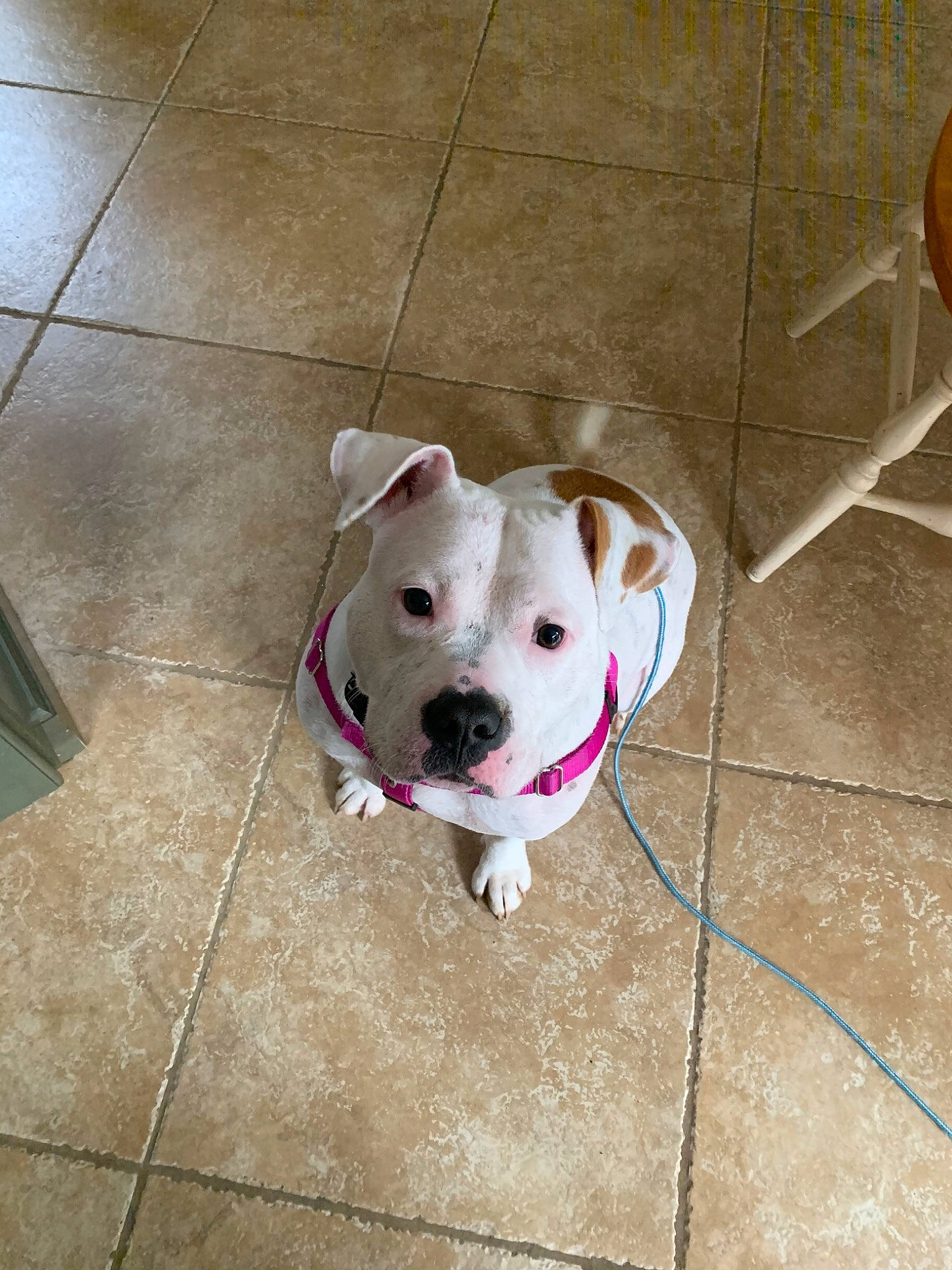 Vidalia joined the competition — help win amazing prizes! american_bulldog, american_pit_bull_terrier, american_staffordshire_terrier, bulldog, canidae, carnivore, dog, dog_breed, dogo_argentino, fawn, floor, mammal, non_sporting_group, pit_bull, rare_breed_dog, snout, staffordshire_bull_terrier, tile, valley_bulldog, vertebrate