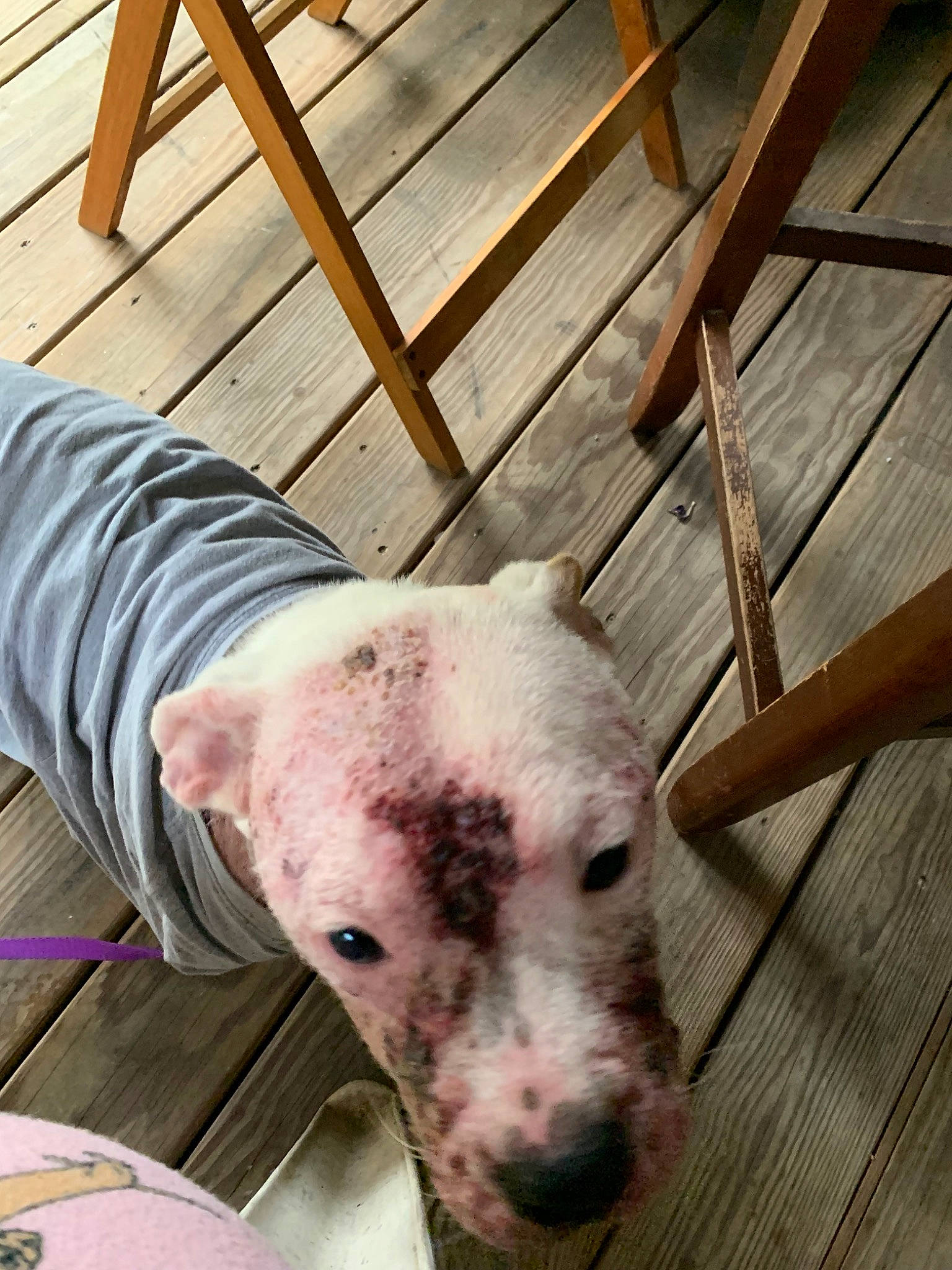 Vidalia joined the competition — help win amazing prizes! american_bulldog, american_pit_bull_terrier, bull_and_terrier, bully_kutta, canidae, carnivore, companion_dog, dog, dog_breed, dogo_argentino, ear, fawn, mammal, non_sporting_group, pit_bull, puppy, snout