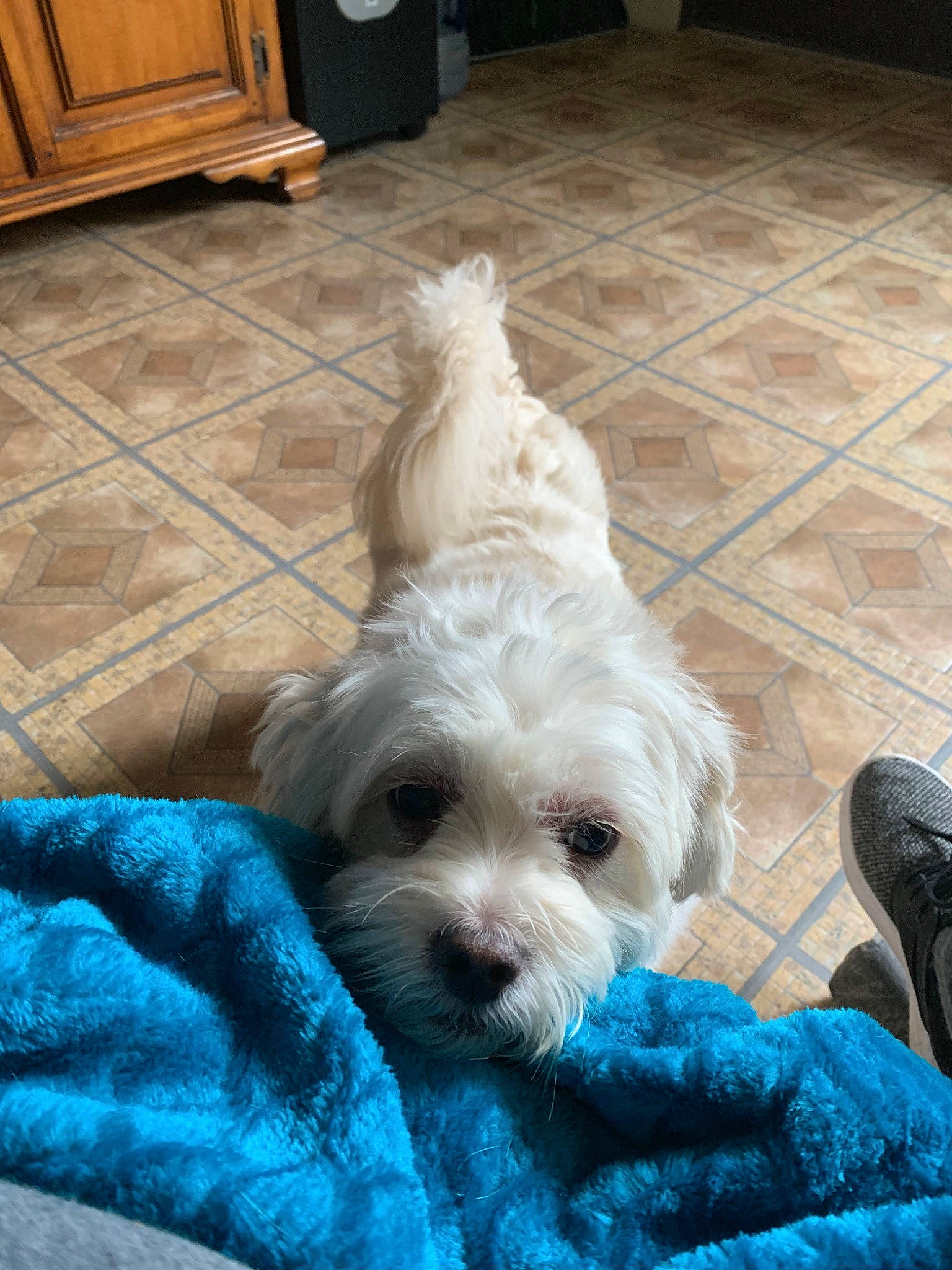 Pongo joined the competition — help win amazing prizes! bolonka, canidae, carnivore, cavachon, cockapoo, companion_dog, coton_de_tulear, dog, dog_breed, havanese, maltepoo, maltese, mammal, morkie, puppy, schnoodle, sporting_lucas_terrier, tibetan_terrier, toy_dog, vertebrate