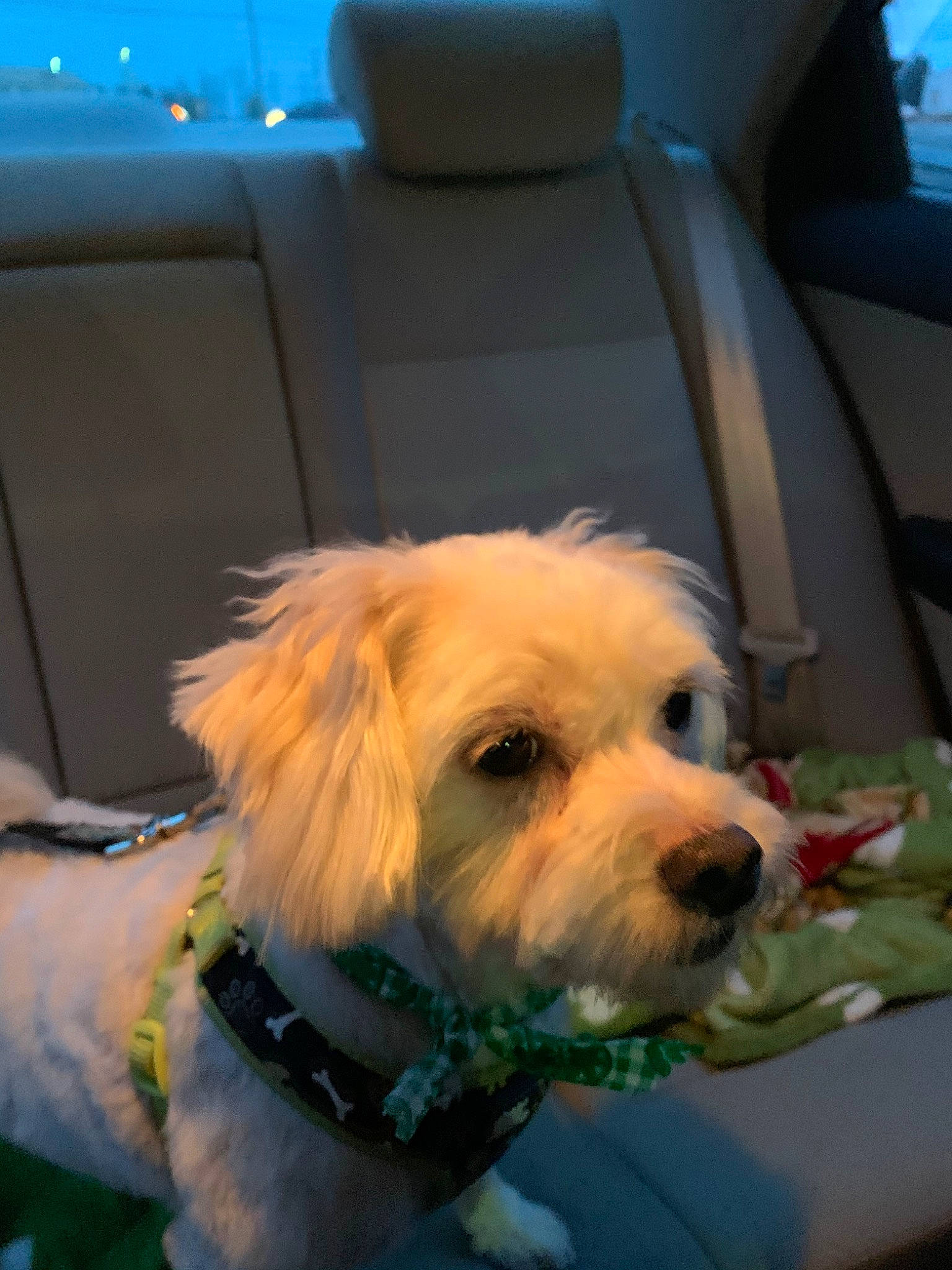 Pongo is registered to the contest to win money with this photo: canidae, carnivore, cavachon, companion_dog, dog, dog_breed, havanese, lhasa_apso, maltese, mammal, morkie, non_sporting_group, norfolk_terrier, puppy, schnoodle, snout, sporting_group, sporting_lucas_terrier, toy_dog