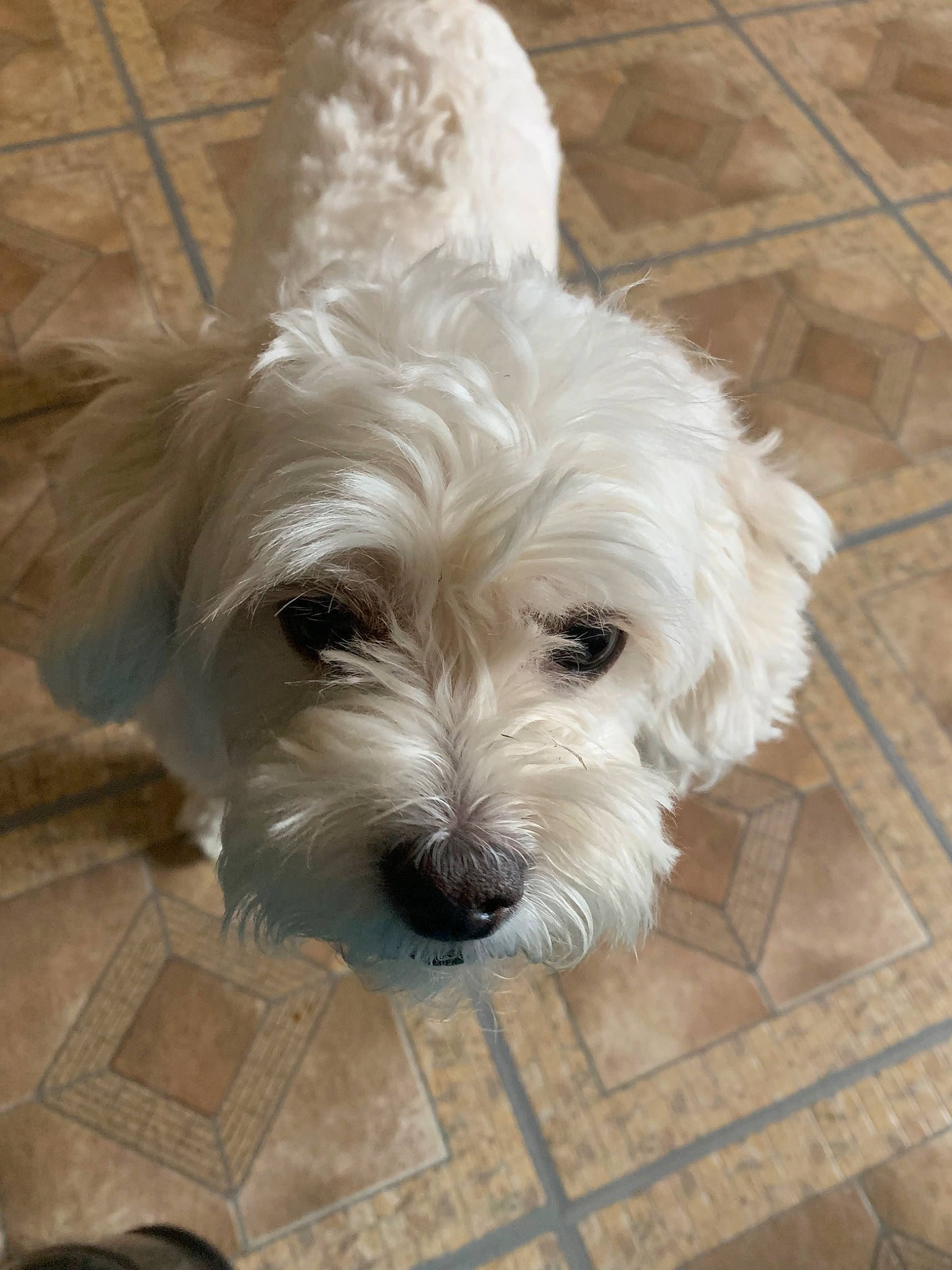 Pongo is registered to the contest to win money with this photo: canidae, carnivore, companion_dog, coton_de_tulear, dog, dog_breed, glen_of_imaal_terrier, havanese, maltepoo, maltese, mammal, puppy, schnoodle, small_terrier, snout, sporting_lucas_terrier, terrier, toy_dog, vertebrate, west_highland_white_terrier