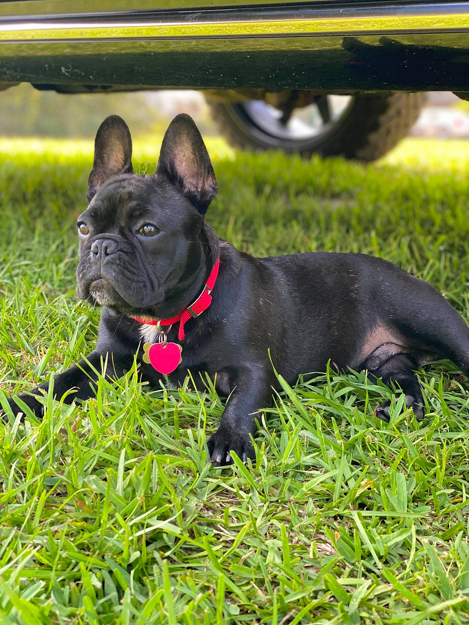 Rougarou is registered to the contest to win money with this photo: canidae, carnivore, companion_dog, dog, dog_breed, dog_collar, fawn, french_bulldog, grass, mammal, molosser, non_sporting_group, plant, puppy, rare_breed_dog, snout, toy_bulldog, vertebrate