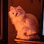 cat, white_cat, fluffy, indoor, pet, animal, feline, sitting, warm_lighting, cozy, wooden_surface, portrait, cute, domestic_animal, fur, quiet, calm, window, technology, evening