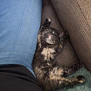 Malibu joined the competition — help win amazing prizes! kitten, cat, sleeping, tortoiseshell, feline, paw, stretching, couch, jeans, person, black_shirt, blanket, cozy, indoor, nap, fur, pet, relaxation, rest, cute