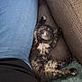 kitten, cat, sleeping, tortoiseshell, feline, paw, stretching, couch, jeans, person, black_shirt, blanket, cozy, indoor, nap, fur, pet, relaxation, rest, cute