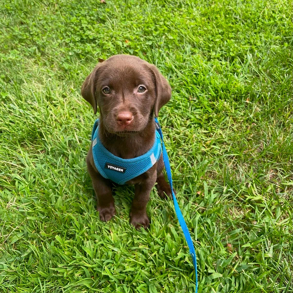 Luna