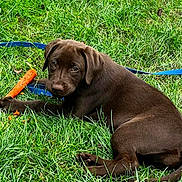 Luna joined the competition — help win amazing prizes! puppy, dog, chocolate_labrador, brown_fur, grass, outdoor, carrot, leash, lying_down, sitting, pet, animal, portrait, playful, cute, garden, lawn, summer, natural_light, snack