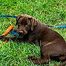 puppy, dog, chocolate_labrador, brown_fur, grass, outdoor, carrot, leash, lying_down, sitting, pet, animal, portrait, playful, cute, garden, lawn, summer, natural_light, snack