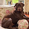 Luna is registered to the contest to win money with this photo: dog, labrador, chocolate_lab, pet, animal, portrait, sitting, indoors, living_room, armchair, floral, couch, lamp, window, sunlight, family_photos, home_decor, brown_fur, relaxed, direct_gaze