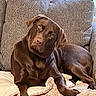 dog, brown_dog, chocolate_labrador, pet, animal, canine, face, eyes, floppy_ears, head_tilt, sitting, couch, sofa, blanket, indoors, home, portrait, cute, curious, cozy