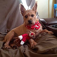 Corky is registered to the contest to win money with this photo: dog, plush_toy, blanket, bandana, indoor, brown_dog, reindeer_toy, pet, canine, holiday, cozy, resting, fur, cute, toy, animal, domestic_animal, relaxed, comfort, mammal