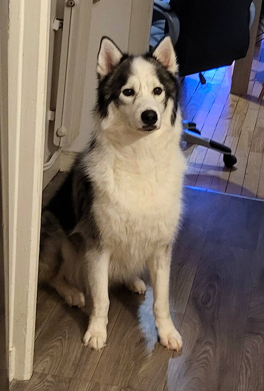 Spyke a rejoint le concours — aidez-le/la à gagner de superbes lots ! ancient_dog_breeds, canidae, canis, carnivore, companion_dog, dog, dog_breed, door, floor, flooring, fur, hardwood, herding_dog, sled_dog, snout, sporting_group, tail, wood, working_animal, working_dog