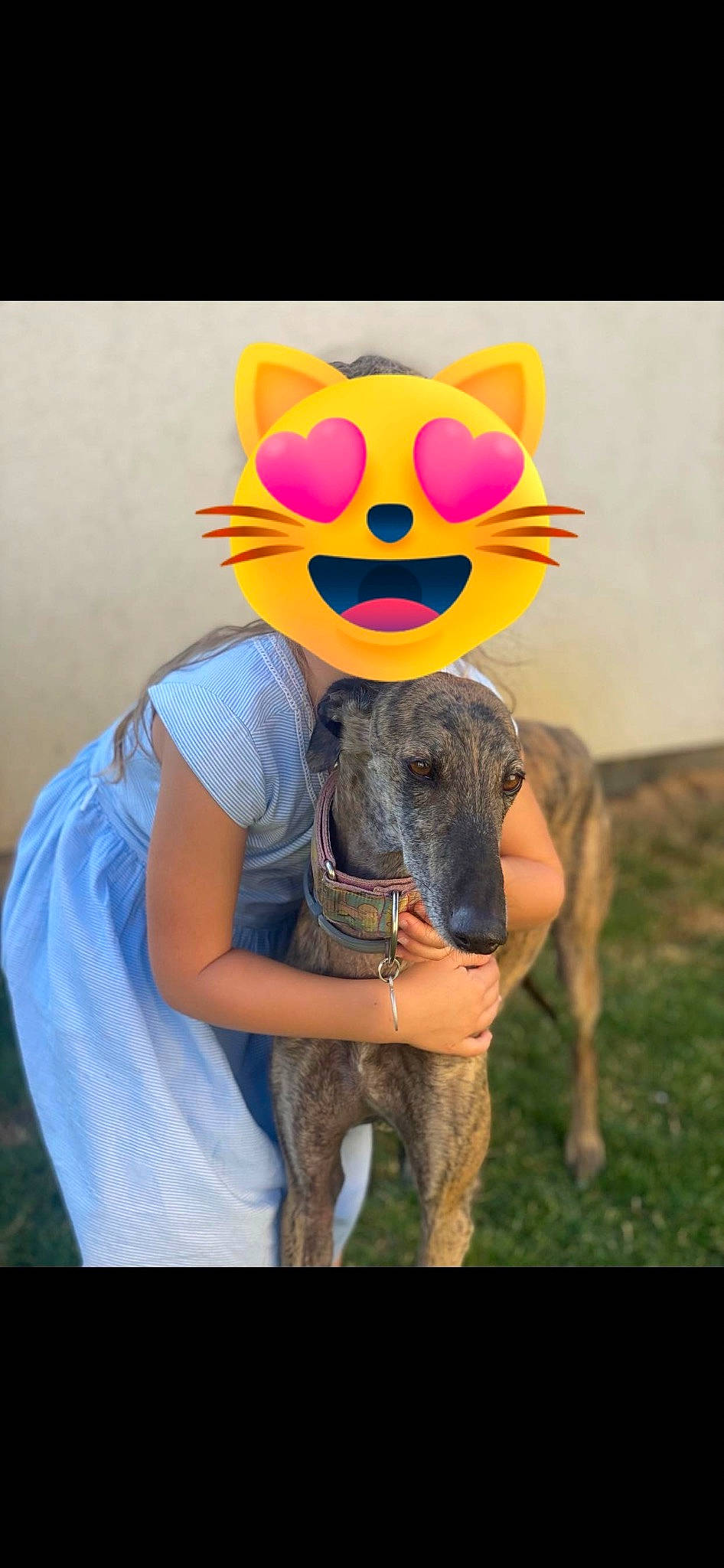 Galinda a rejoint le concours — aidez-le/la à gagner de superbes lots ! companion_dog, dog_breed, eyewear, fashion_accessory, fawn, fur, glasses, grass, grassland, happy, livestock, party_supply, selfie, snout, sporting_group, t_shirt, toy, visual_arts, whiskers, working_animal