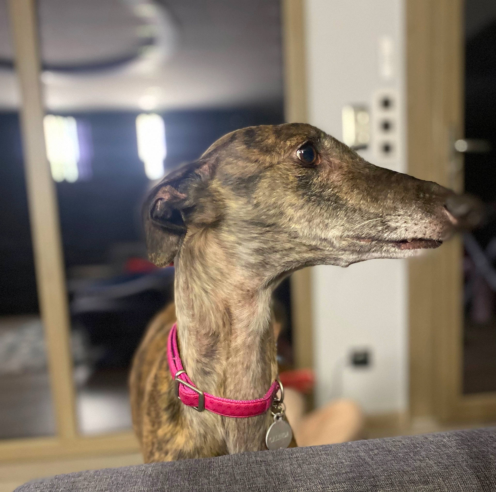 Galinda participe au concours pour gagner de l'argent avec cette photo : canidae, carnivore, collar, companion_dog, dog, dog_breed, fawn, magyar_agar, metal, non_sporting_group, pet_supply, rampur_greyhound, sighthound, snout, sporting_group, terrestrial_animal, whiskers, working_animal