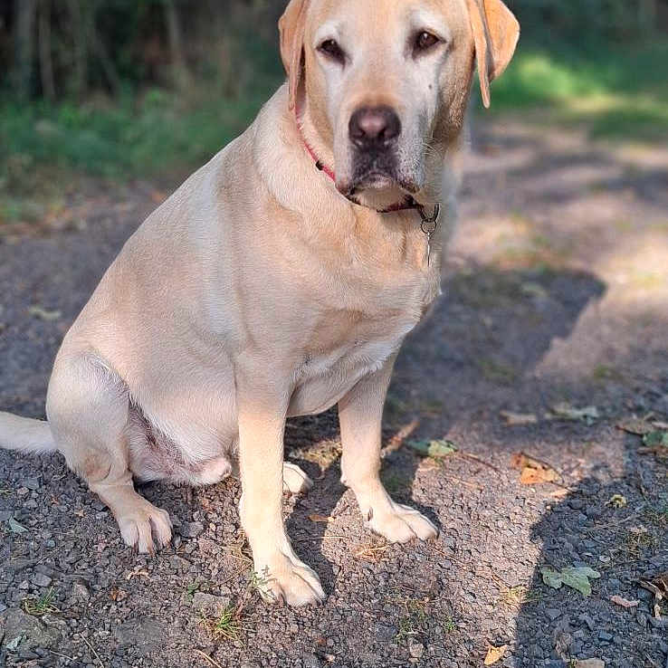 Nesquick a rejoint le concours — aidez-le/la à gagner de superbes lots ! animal, canine, dog, face, grass, grove, head, hound, labradorretriever, land, nature, outdoors, path, pet, plant, puppy, soil, tree, vegetation, woodland