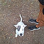 Sally joined the competition — help win amazing prizes! puppy, dog, white_dog, outdoor, dirt_ground, leaves, person, legs, shoes, black_shoes, grey_shoes, shorts, pet, animal, young_dog, looking_up, ears_up, tail, waiting, curious