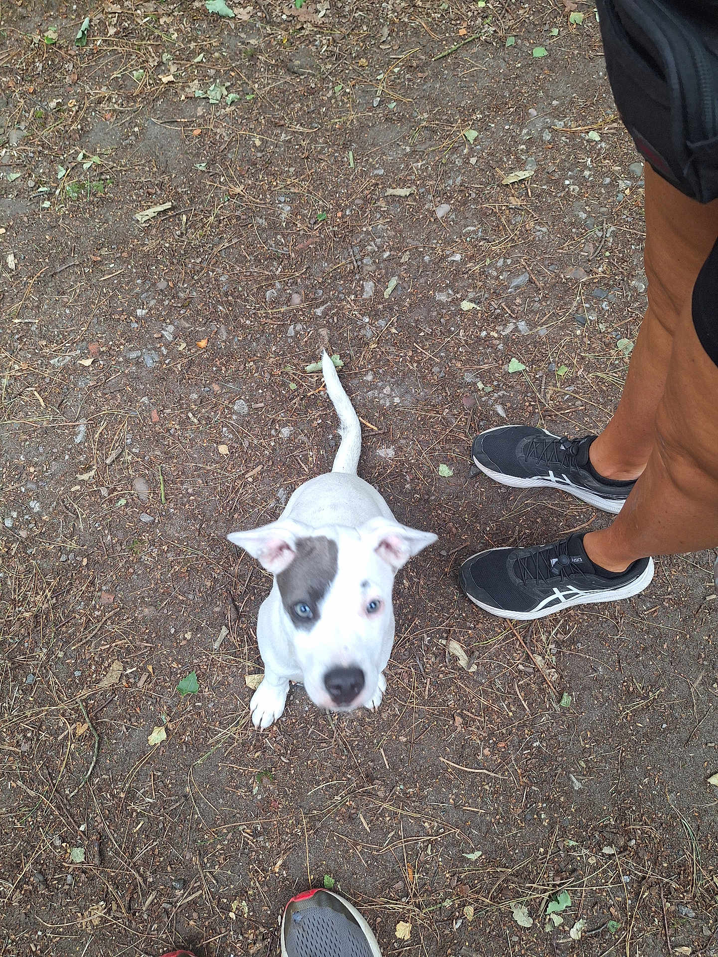 Sally joined the competition — help win amazing prizes! puppy, dog, white_dog, outdoor, dirt_ground, leaves, person, legs, shoes, black_shoes, grey_shoes, shorts, pet, animal, young_dog, looking_up, ears_up, tail, waiting, curious