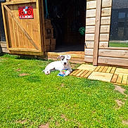 Sally joined the competition — help win amazing prizes! puppy, dog, grass, lawn, wooden_shed, toy, sunlight, outdoor, pet, animal, playful, greenery, daylight, relaxing, house, door, window, box, shade, cute