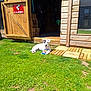 puppy, dog, grass, lawn, wooden_shed, toy, sunlight, outdoor, pet, animal, playful, greenery, daylight, relaxing, house, door, window, box, shade, cute