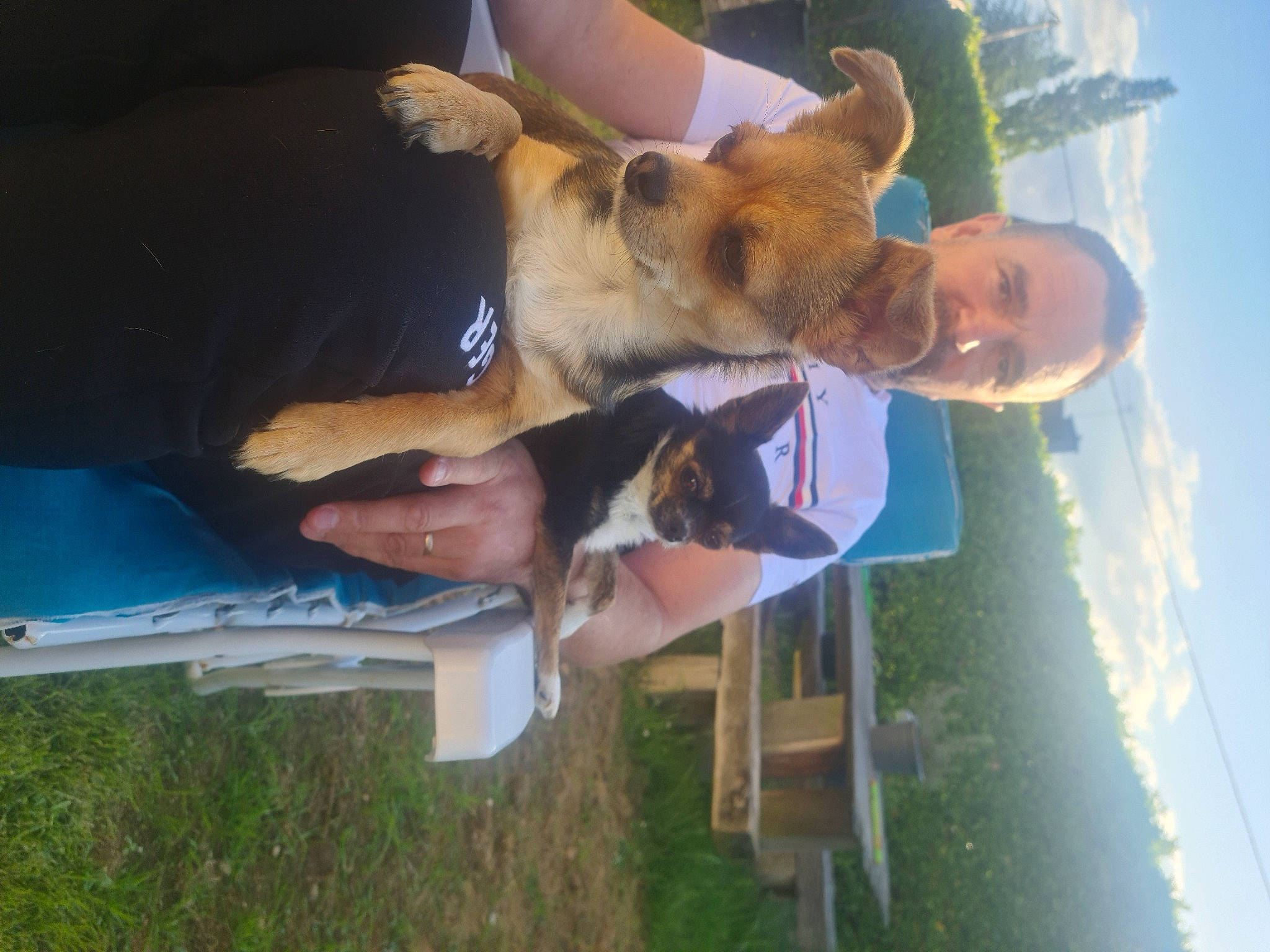 Lolita a rejoint le concours — aidez-le/la à gagner de superbes lots ! canidae, carnivore, companion_dog, dog, dog_breed, ear, elbow, fawn, fun, gesture, grass, happy, leisure, sky, sporting_group, vacation