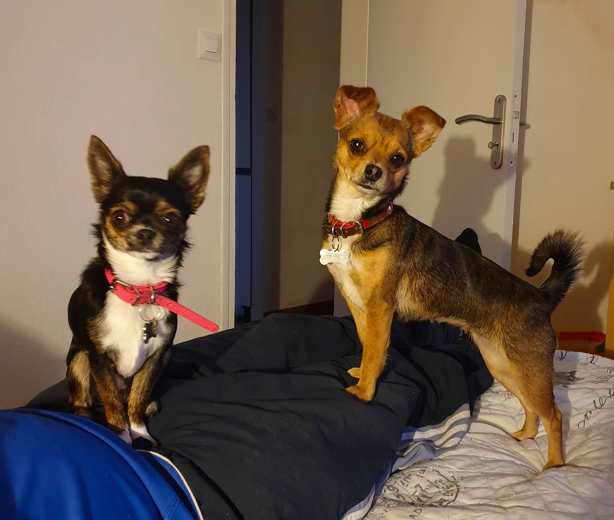 Chanel a rejoint le concours — aidez-le/la à gagner de superbes lots ! basenji, canidae, carnivore, chihuahua, collar, comfort, companion_dog, dog, dog_breed, dog_supply, fawn, fur, herding_dog, snout, sporting_group, tail, toy_dog, vertebrate, whiskers, working_animal